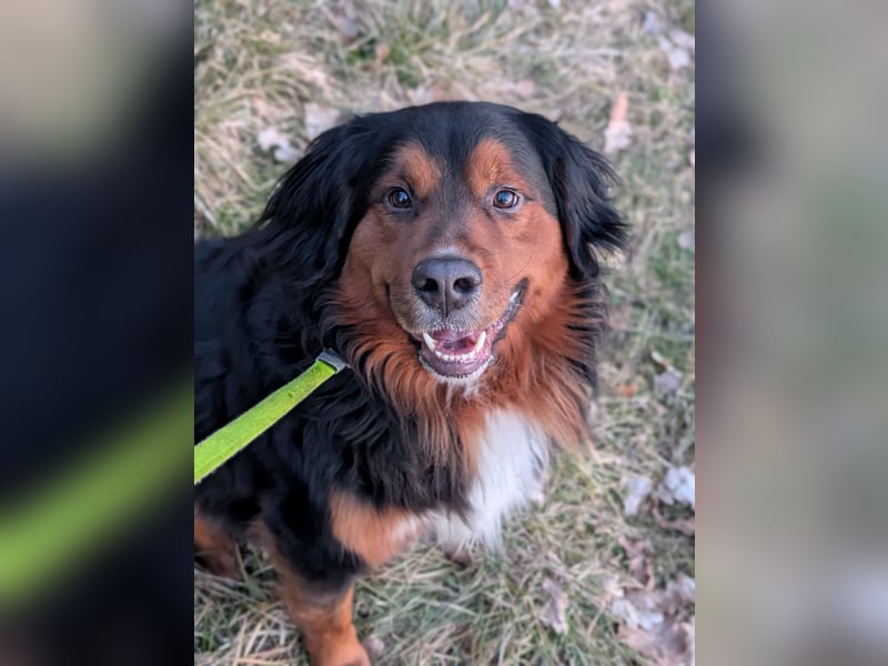 Sam (5 Jahre) Berner Sennenhund Labrador Mischling