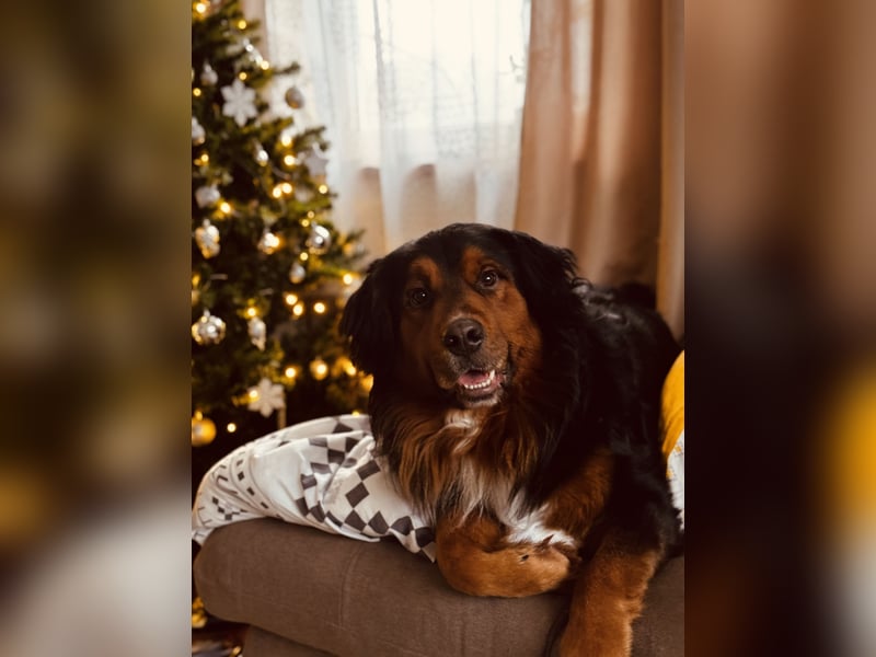 Sam (5 Jahre) Berner Sennenhund Labrador Mischling