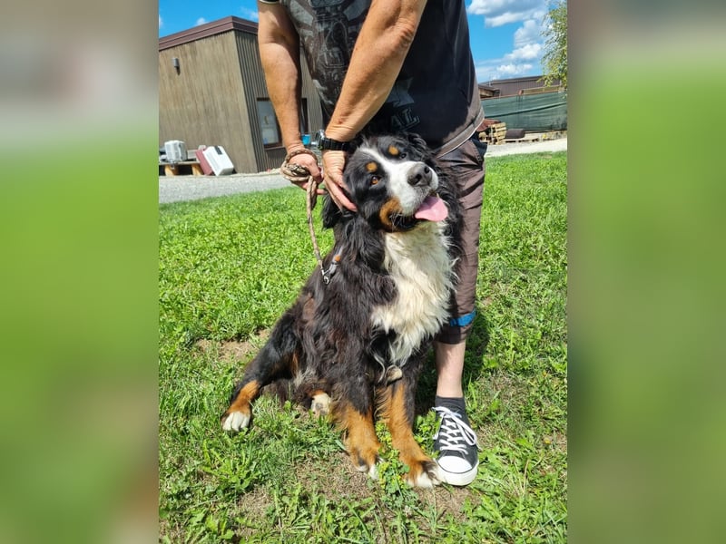 Berner Sennenrüde Ben