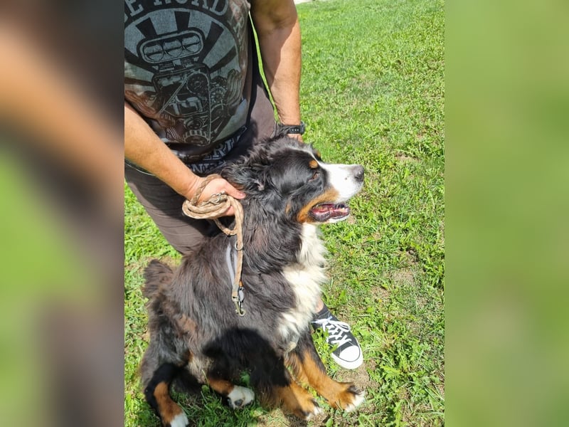 Berner Sennenrüde Ben