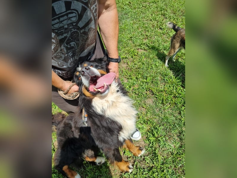 Berner Sennenrüde Ben