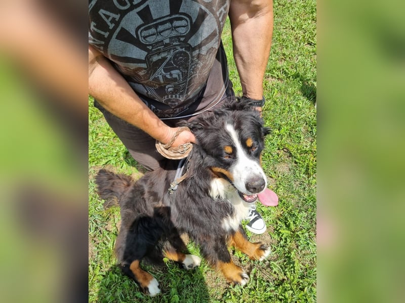 Berner Sennenrüde Ben