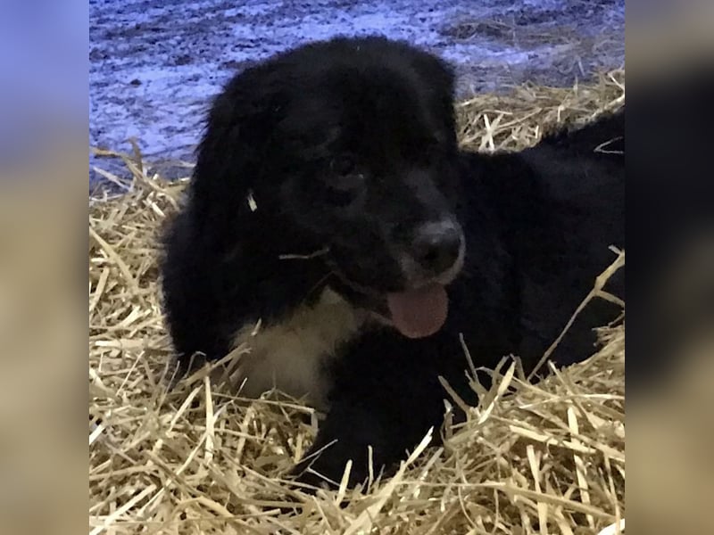 Amy ein richtiger Teddybär