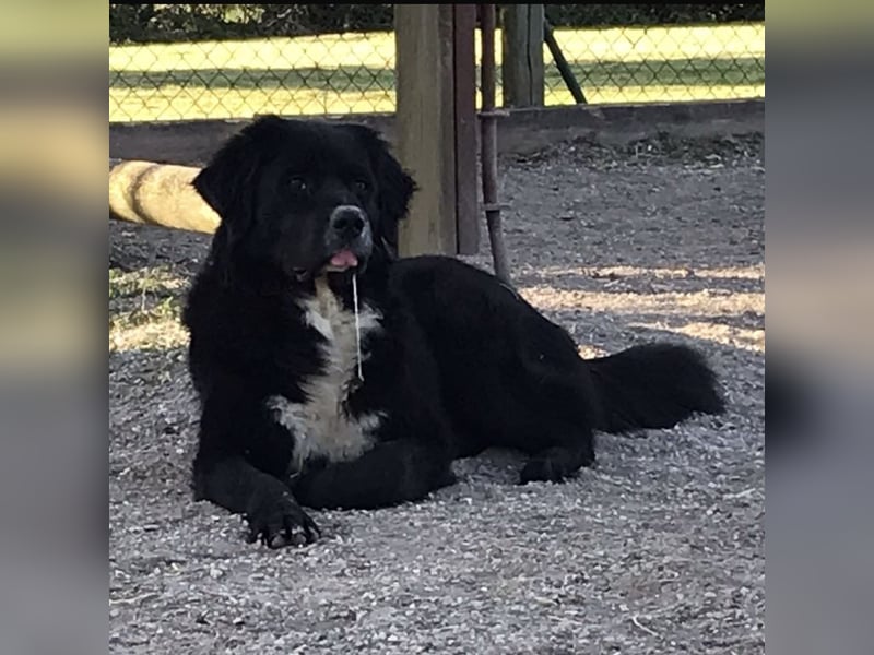 Amy ein richtiger Teddybär