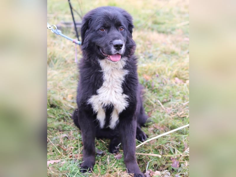 Amy ein richtiger Teddybär