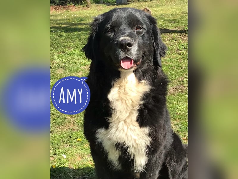 Amy ein richtiger Teddybär