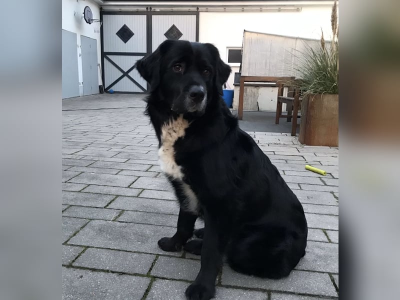 Amy ein richtiger Teddybär