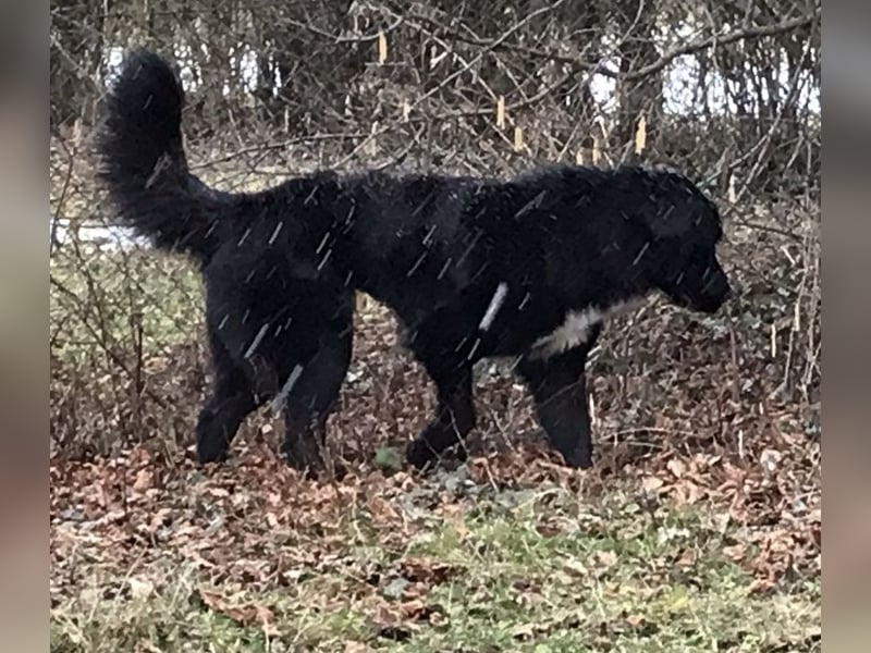 Amy ein richtiger Teddybär