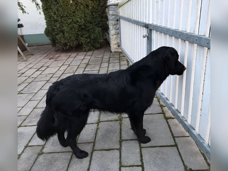 Amy ein richtiger Teddybär