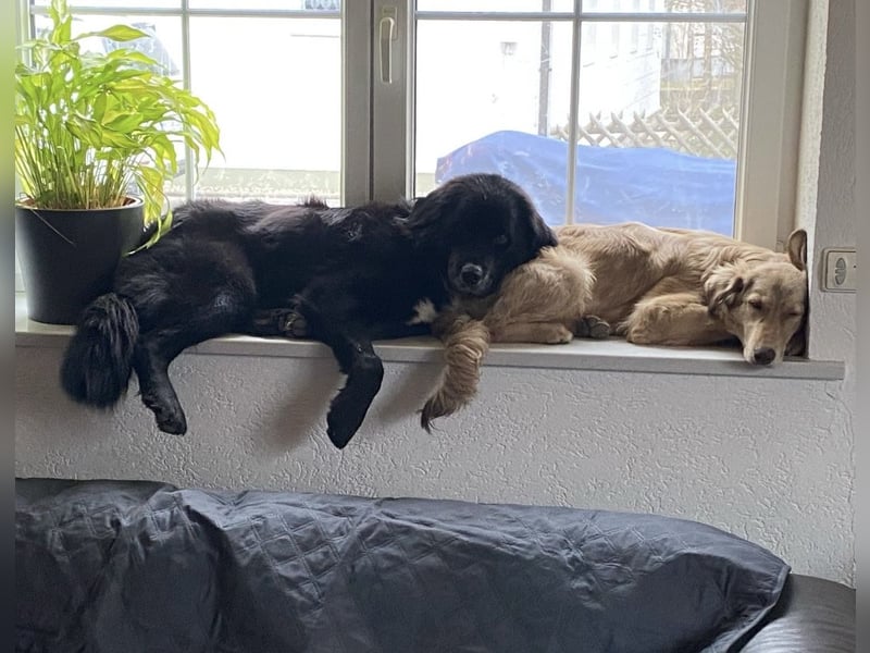 Amy ein richtiger Teddybär