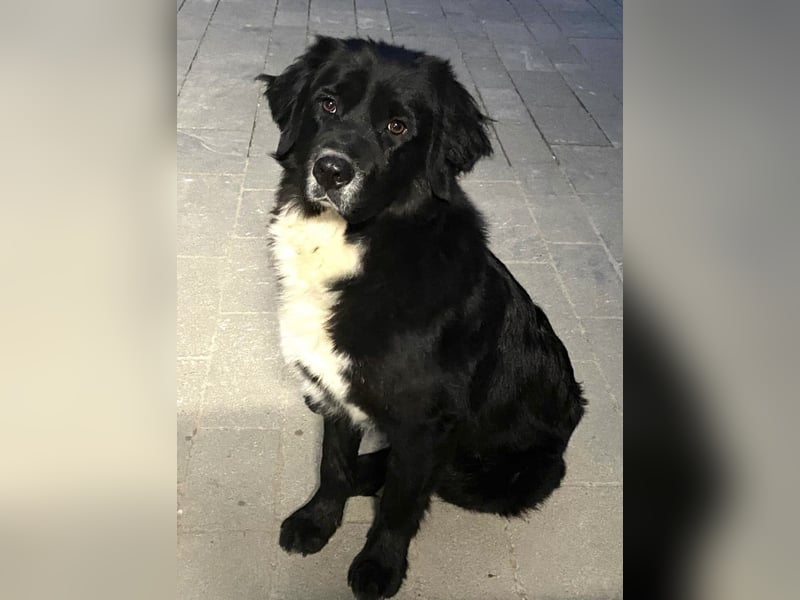 Amy ein richtiger Teddybär