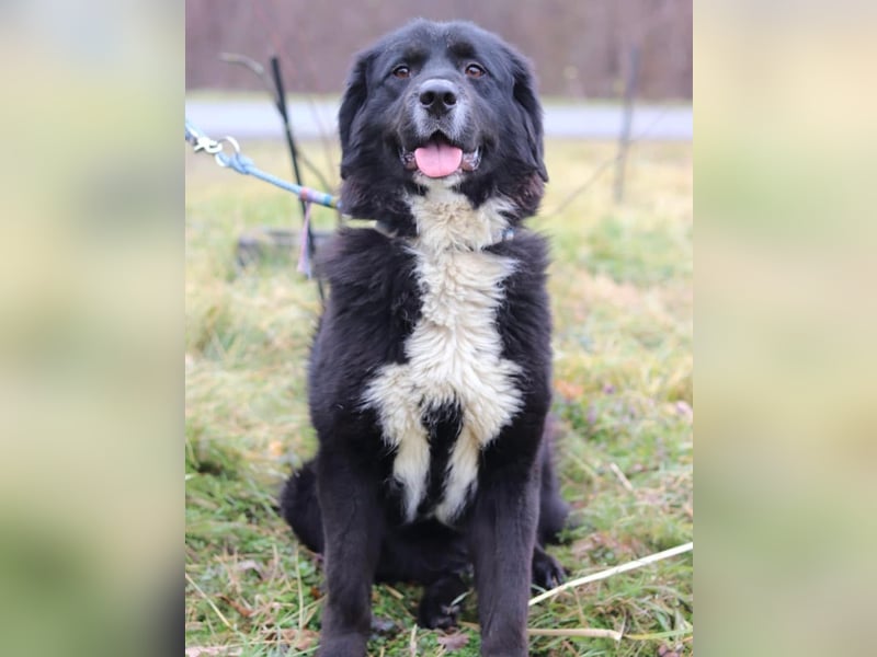 Amy ein richtiger Teddybär