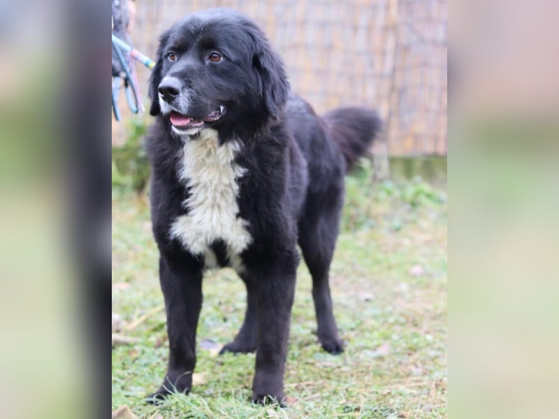 Amy ein richtiger Teddybär