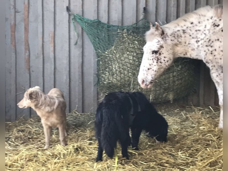 Amy ein richtiger Teddybär