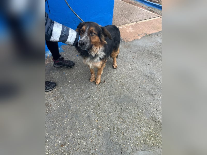 Lewis – der charmante Herzensbrecher mit der Herzchen-Nase!