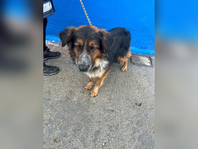 Lewis – der charmante Herzensbrecher mit der Herzchen-Nase!