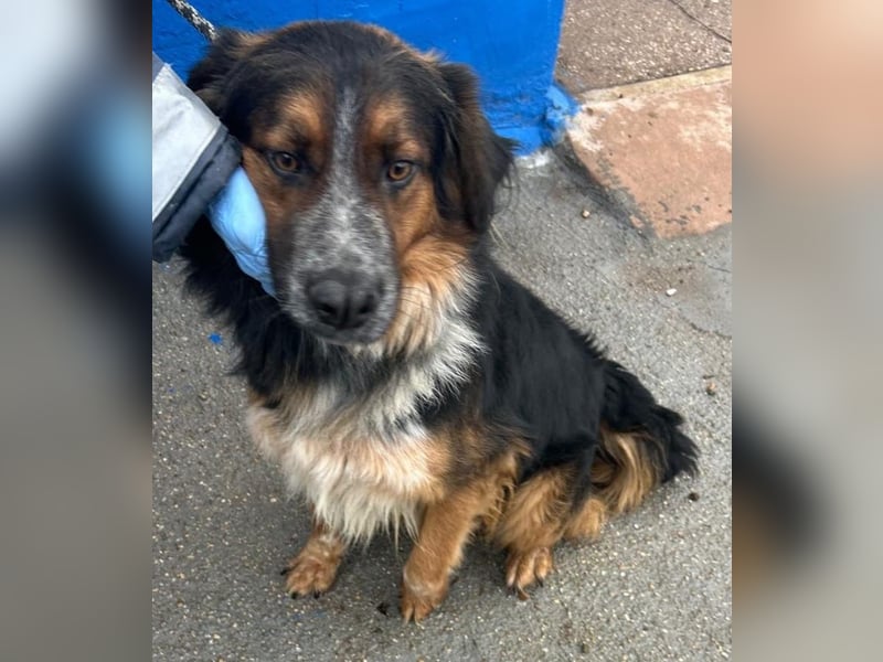 Lewis – der charmante Herzensbrecher mit der Herzchen-Nase!