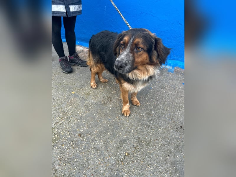 Lewis – der charmante Herzensbrecher mit der Herzchen-Nase!