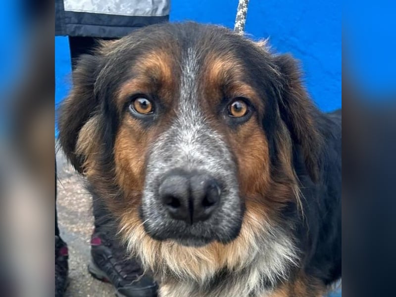 Lewis – der charmante Herzensbrecher mit der Herzchen-Nase!