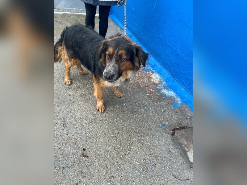 Lewis – der charmante Herzensbrecher mit der Herzchen-Nase!