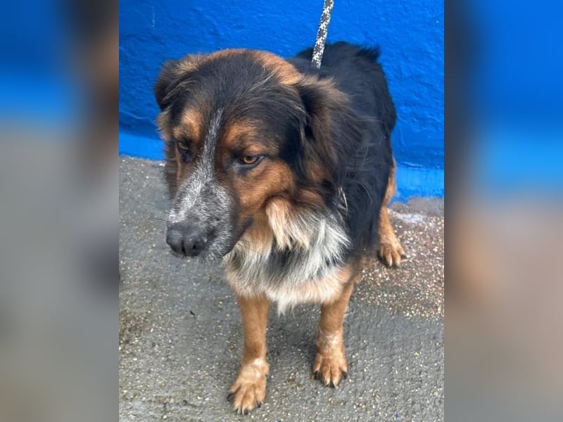 Lewis – der charmante Herzensbrecher mit der Herzchen-Nase!