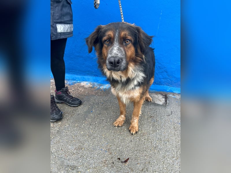 Lewis – der charmante Herzensbrecher mit der Herzchen-Nase!