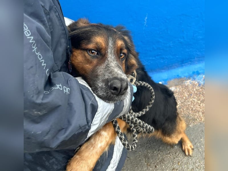 Lewis – der charmante Herzensbrecher mit der Herzchen-Nase!