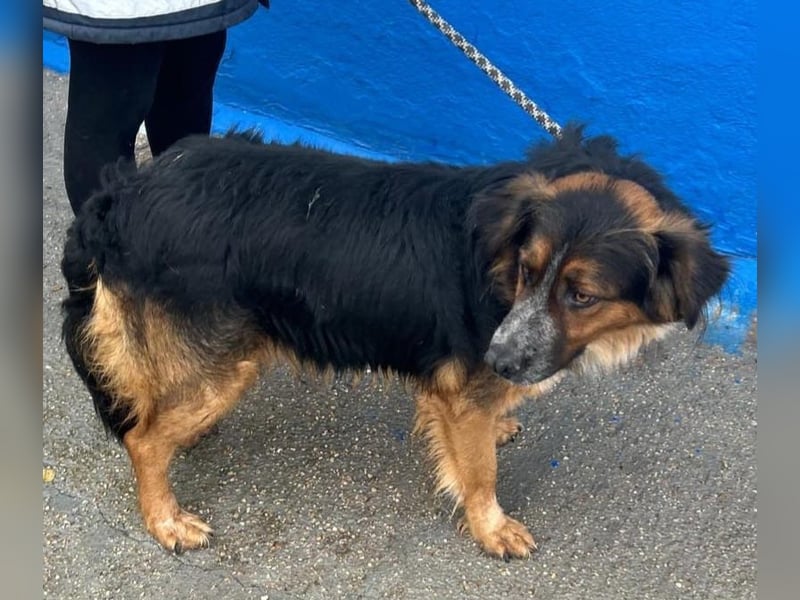 Lewis – der charmante Herzensbrecher mit der Herzchen-Nase!