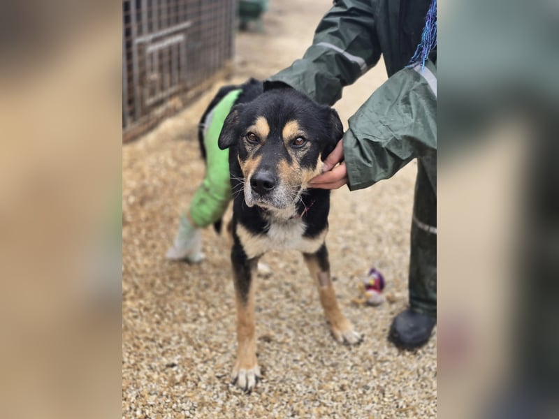 Kacska VA - Sanfter Kämpfer mit großem Herzen