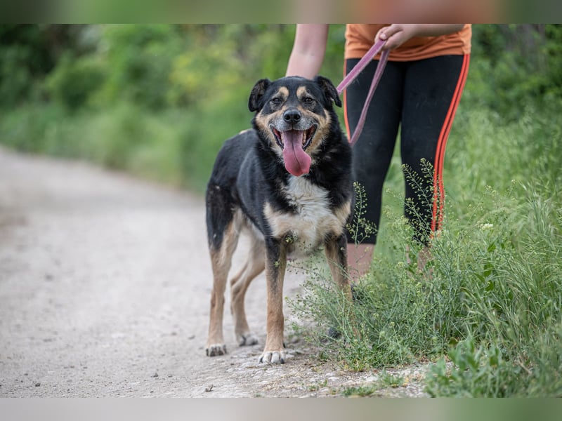 Kacska VA - Sanfter Kämpfer mit großem Herzen