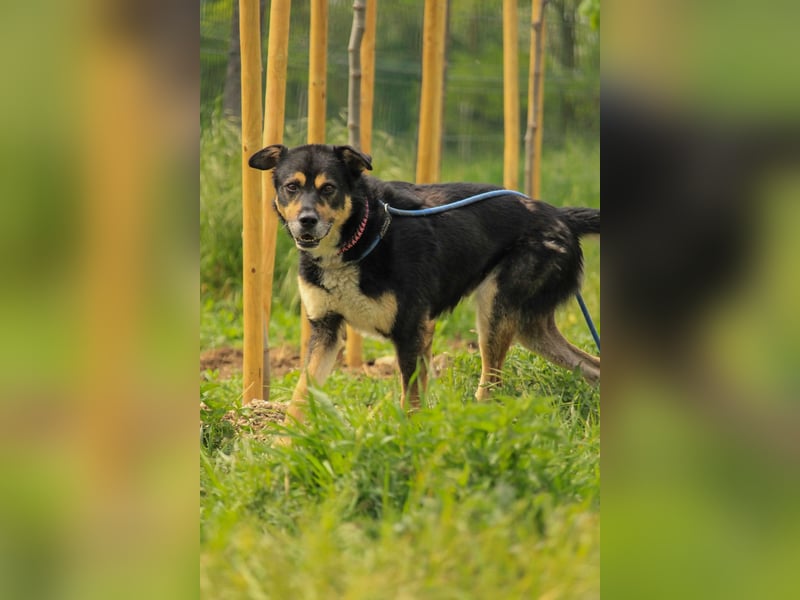 Kacska VA - Sanfter Kämpfer mit großem Herzen