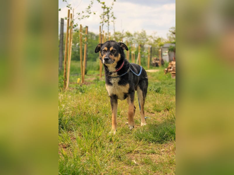 Kacska VA - Sanfter Kämpfer mit großem Herzen