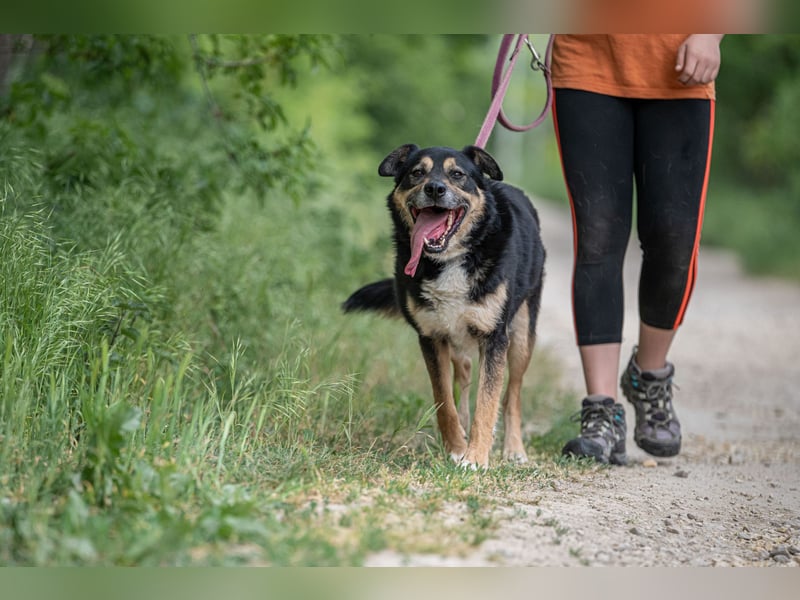 Kacska VA - Sanfter Kämpfer mit großem Herzen