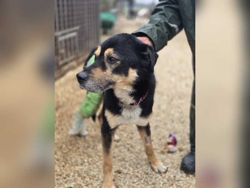 Kacska VA - Sanfter Kämpfer mit großem Herzen