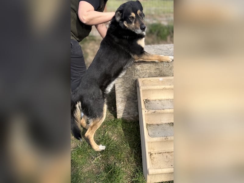 Kacska VA - Sanfter Kämpfer mit großem Herzen