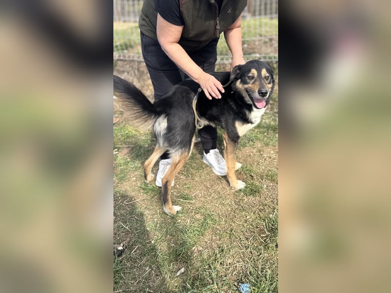 Kacska VA - Sanfter Kämpfer mit großem Herzen