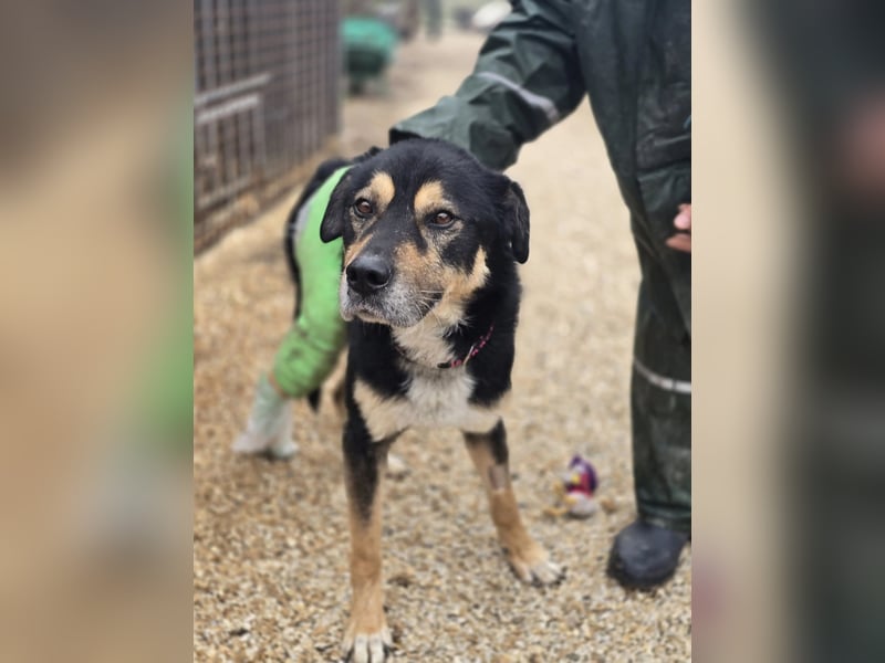 Kacska VA - Sanfter Kämpfer mit großem Herzen