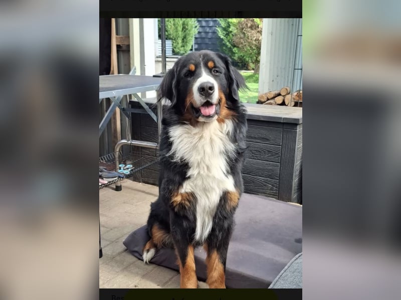 Wurfankündigung f. Berner Sennenhunde Anfang Juni 2026