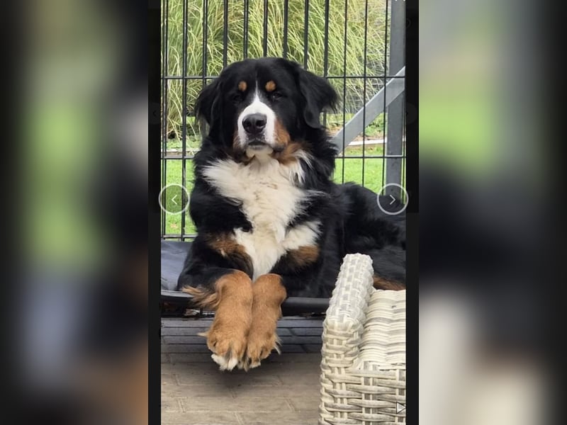 Wurfankündigung f. Berner Sennenhunde Anfang Juni 2026