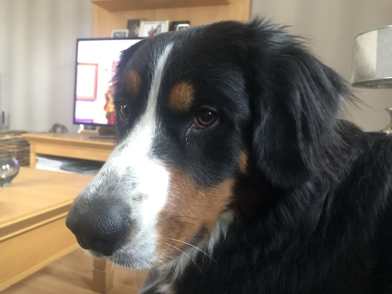 Wurfankündigung f. Berner Sennenhunde Anfang Juni 2026
