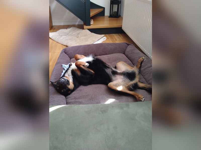 Freundlicher Berner Sennenhund-Mix sucht Zuhause