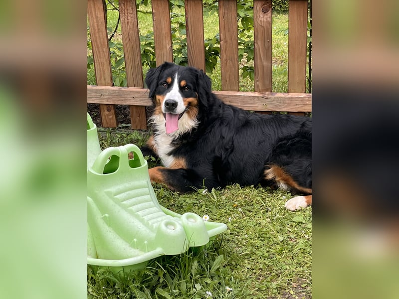 Berner Sennenhund Welpen