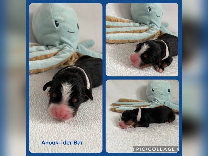 Berner Sennenhund Welpen