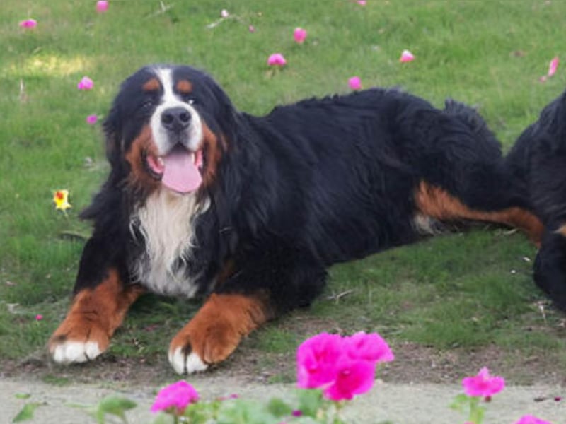 Berner Sennenhund Welpen
