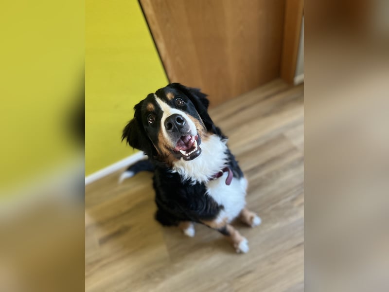 Berner Sennenhund Welpen