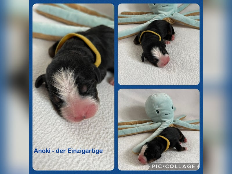 Berner Sennenhund Welpen