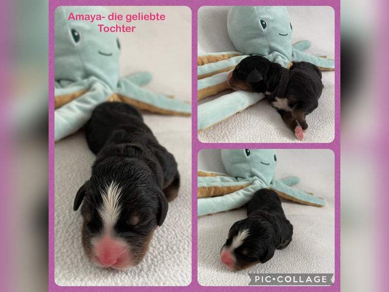 Berner Sennenhund Welpen