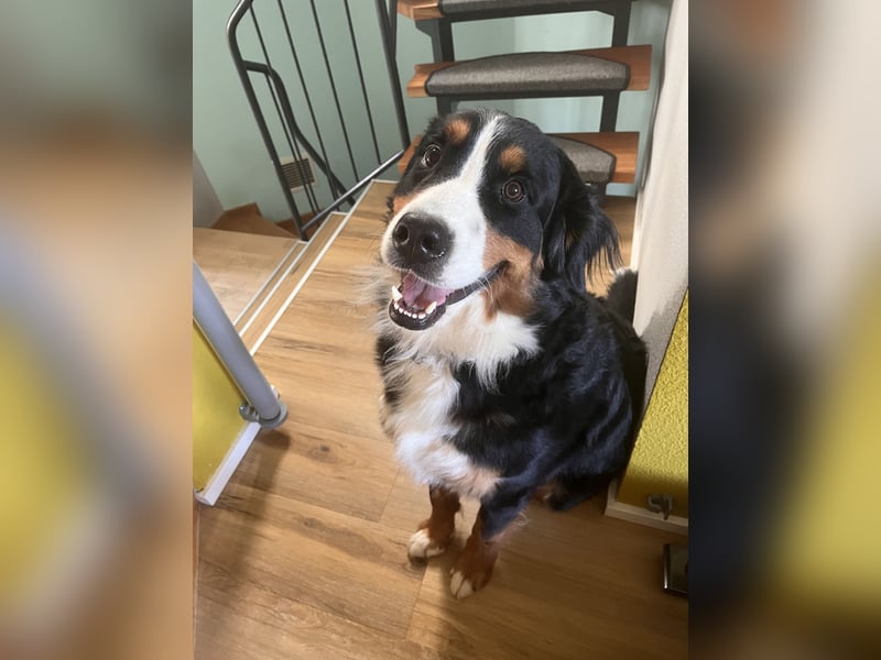 Berner Sennenhund Welpen