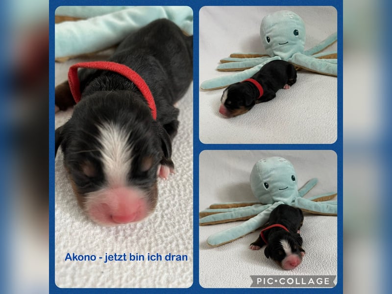 Berner Sennenhund Welpen
