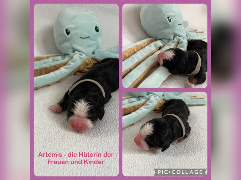 Berner Sennenhund Welpen